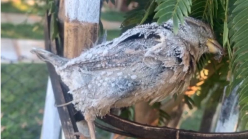 Temperaturas negativas congelaram pássaro em Cascavel