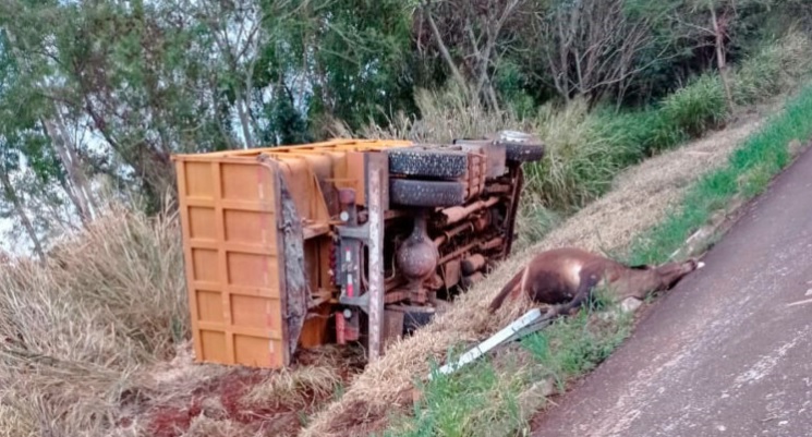 Animais na pista causam grave acidente entre Goioerê e Campo Mourão
