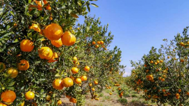 Condições climáticas afetam frutas de forma diferente, analisa boletim agropecuário