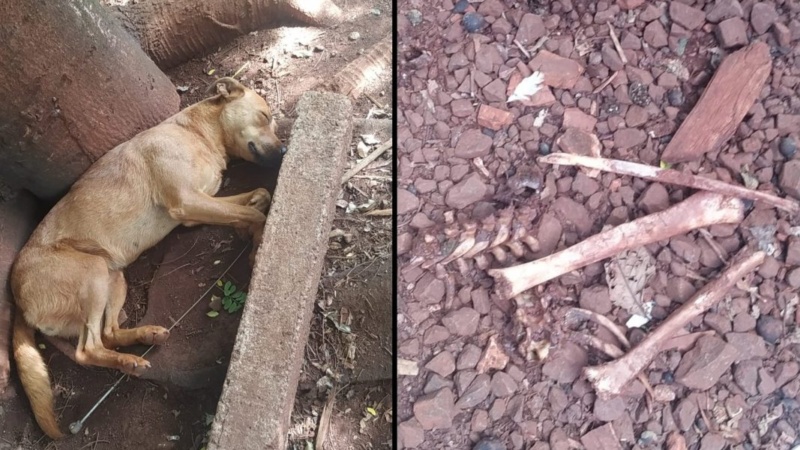 Cachorro encontra ossos humanos no quintal de chácara em Londrina