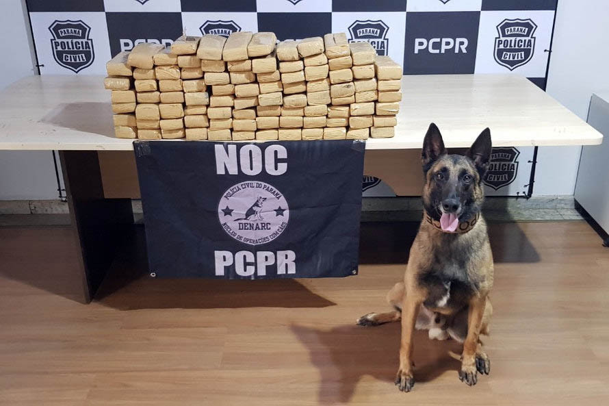 Ações com cães da Polícia Civil apreenderam 7,8 toneladas de drogas em 2021