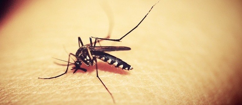 Uma morte em Ubiratã: Dengue aumenta 20% na Comcam e registra 1.124 casos.