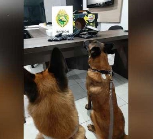 Cães do BPFron localizam droga em ônibus em Ubiratã