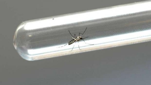 Com 44 mil casos e 30 mortes, Paraná entra em epidemia de dengue
