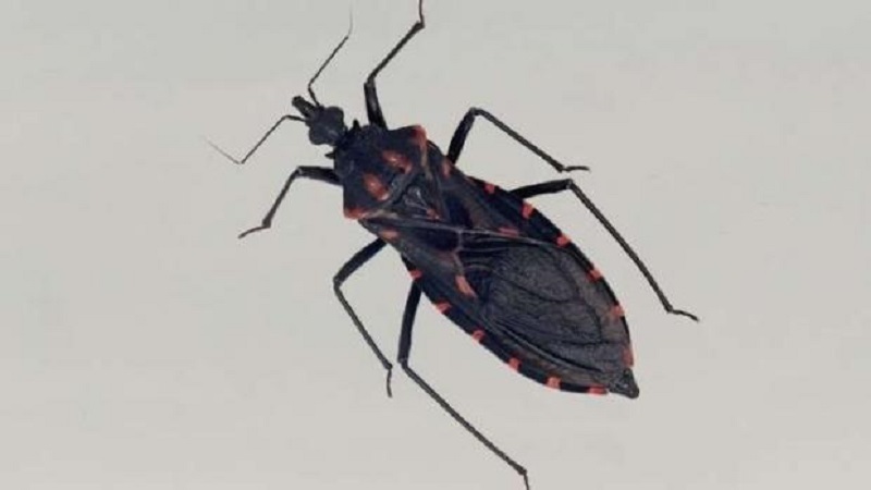 Sesa promove capacitação sobre Doença de Chagas