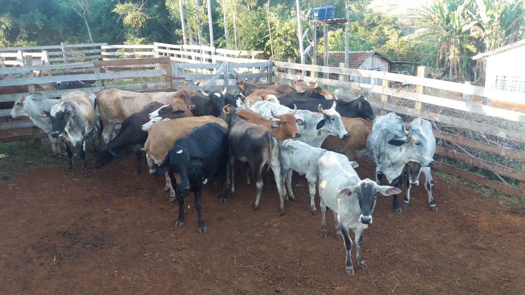 Patrulha Rural recupera 27 animais que haviam sido furtados em Iretama