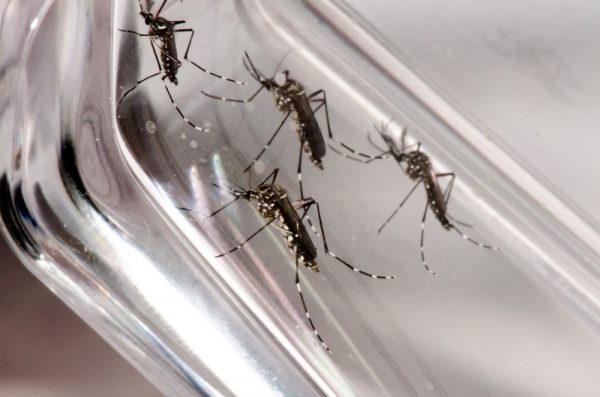 Comcam: Chega a 10.862 casos confirmados de dengue e 13 mortes na região