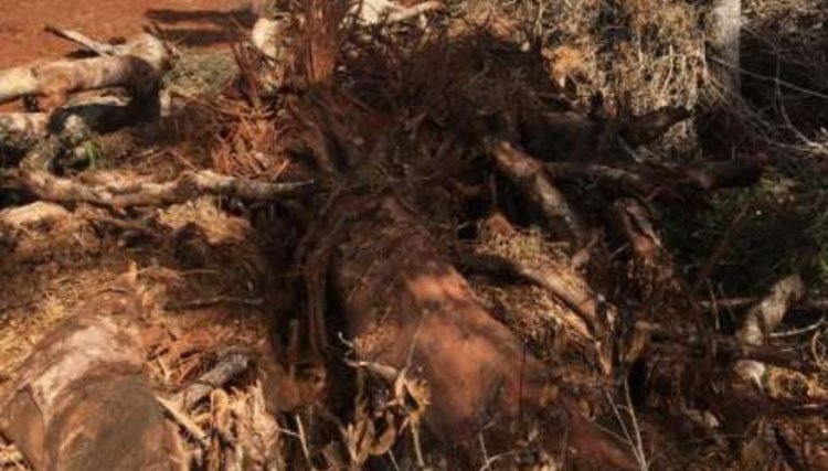 Homem é multado após destruição de 6,6 hectares de mata nativa em Corbélia