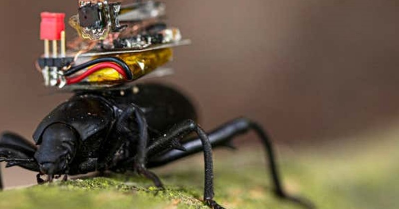 Pesquisador projeta câmera minúscula para equipar besouros