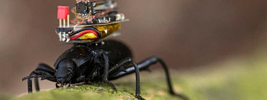 Pesquisador projeta câmera minúscula para equipar besouros
