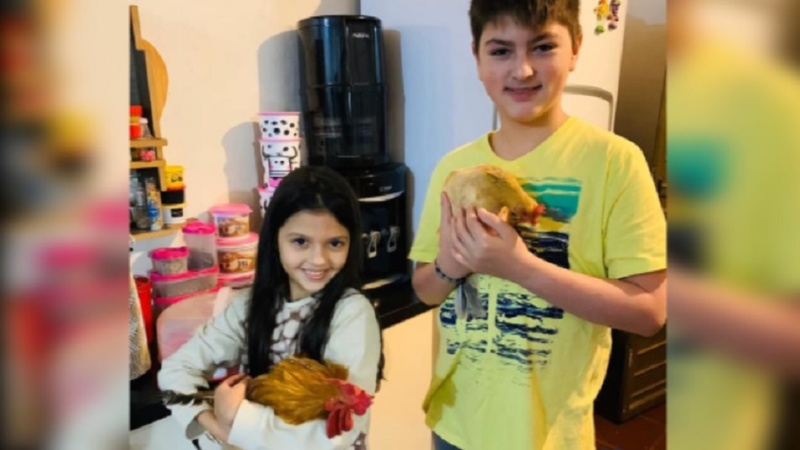 Família que adotou galo e galinha para criança autista é intimada a se desfazer dos animais