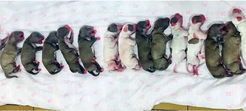 Em cesariana com duas horas de duração, cachorra ‘vira-lata’ dá à luz 16 filhotes em clínica veterinária