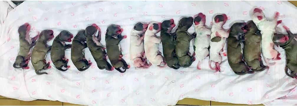 Em cesariana com duas horas de duração, cachorra ‘vira-lata’ dá à luz 16 filhotes em clínica veterinária