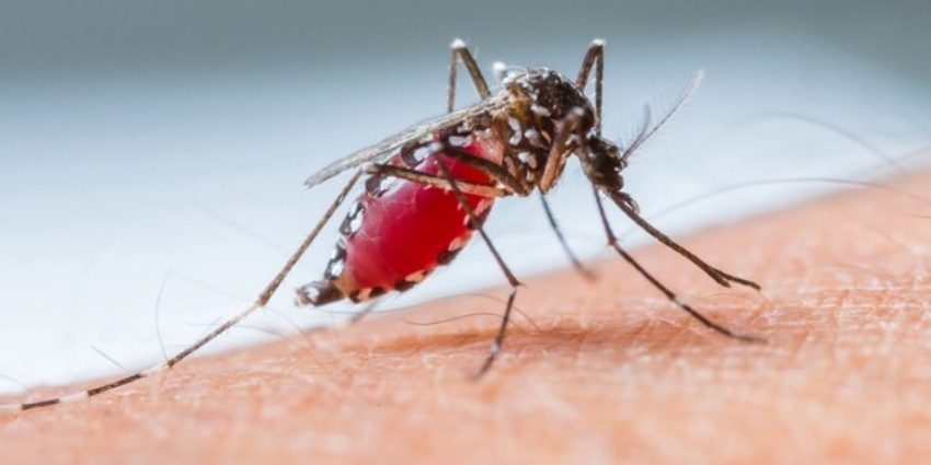 Dengue avança e já tem 67 casos confirmados na Comcam