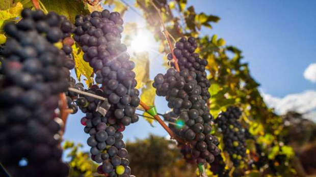 Vigilância intercepta 140 toneladas de uvas passas contaminadas