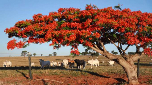 Boletim analisa queda no preço da arroba bovina ao produtor