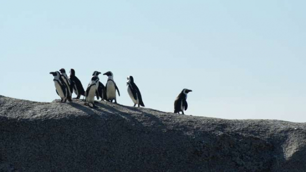 Aumenta em 35% número de pinguins encontrados na costa do Brasil