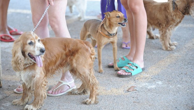 Dezembro Verde alerta sobre maus-tratos e abandono de animais