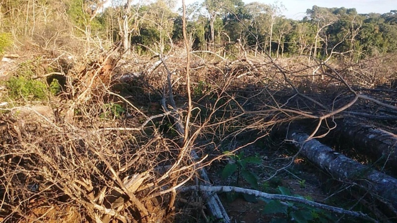 Operações contra o desmatamento geram R$ 5,2 milhões em multas