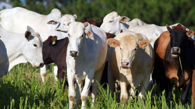 Paraná atua para ampliar espaço no mercado mundial de carnes