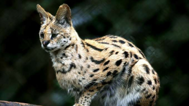 Mulher cria jaguatirica por sete meses, pensando ser um gato