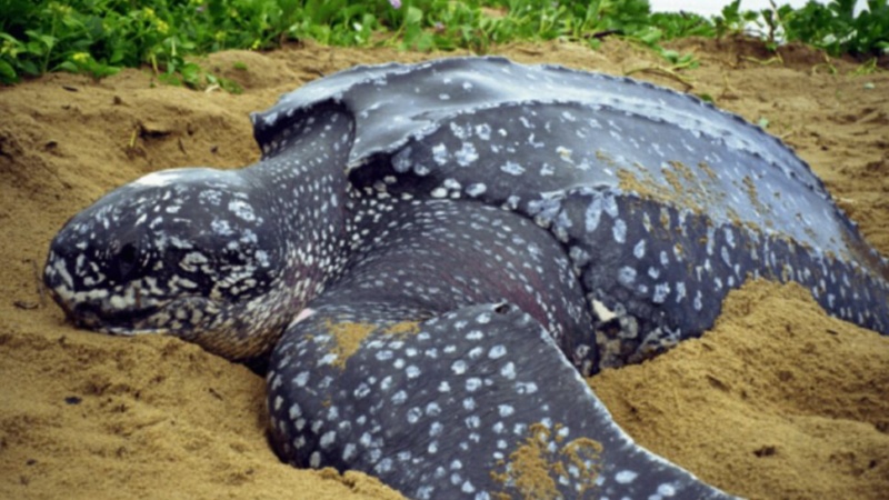 Praia no Paraná é isolada para desova rara de tartaruga-gigante