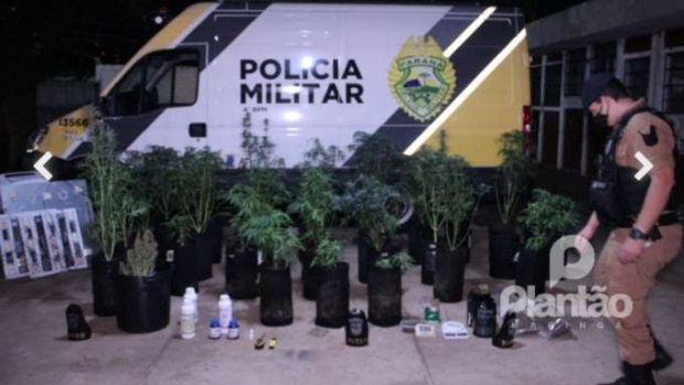 Polícia Militar encontra estufa de maconha em Maringá