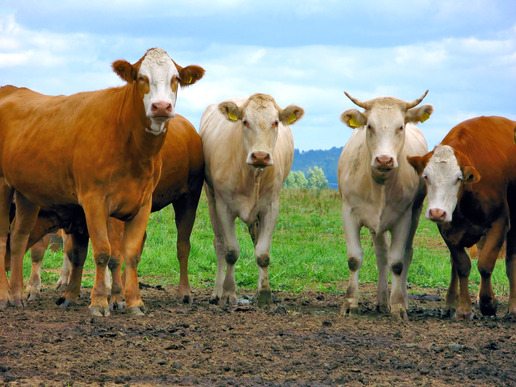 Ministério da Agricultura cria conselho para minimizar impactos da pandemia na agropecuária