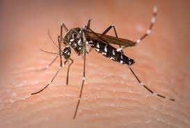 Casos de dengue em Ubiratã e Campina da Lagoa é 4 vezes a soma dos outros 23 municípios da 11º regional de Saúde