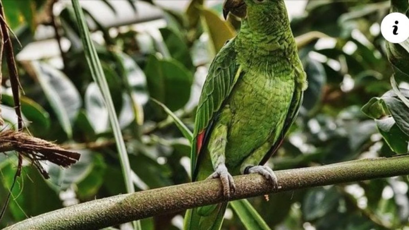 Paraná: Papagaio ‘salva’ família de assalto, é agredido e morre