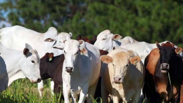 Preço da arroba bovina subiu 53% nos últimos 12 meses