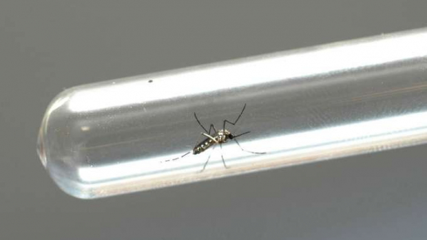 Secretaria de Saúde confirma 761 novos casos de dengue no Paraná