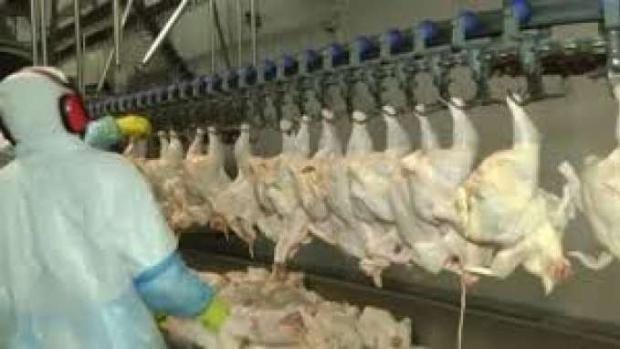 Paraná produz um terço da carne de frango do Brasil
