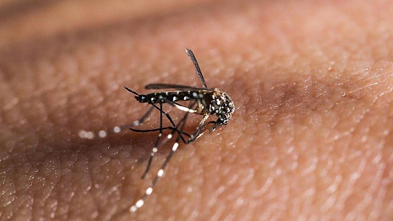 Com 186 casos confirmados de dengue, Ubiratã lidera número de infectados na região