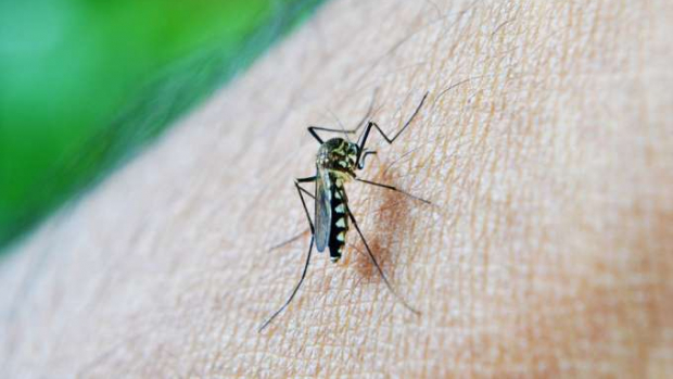 Boletim semanal da dengue confirma mais 873 casos no Paraná