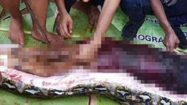 Mulher dada como desaparecida é encontrada dentro de cobra píton na Indonésia