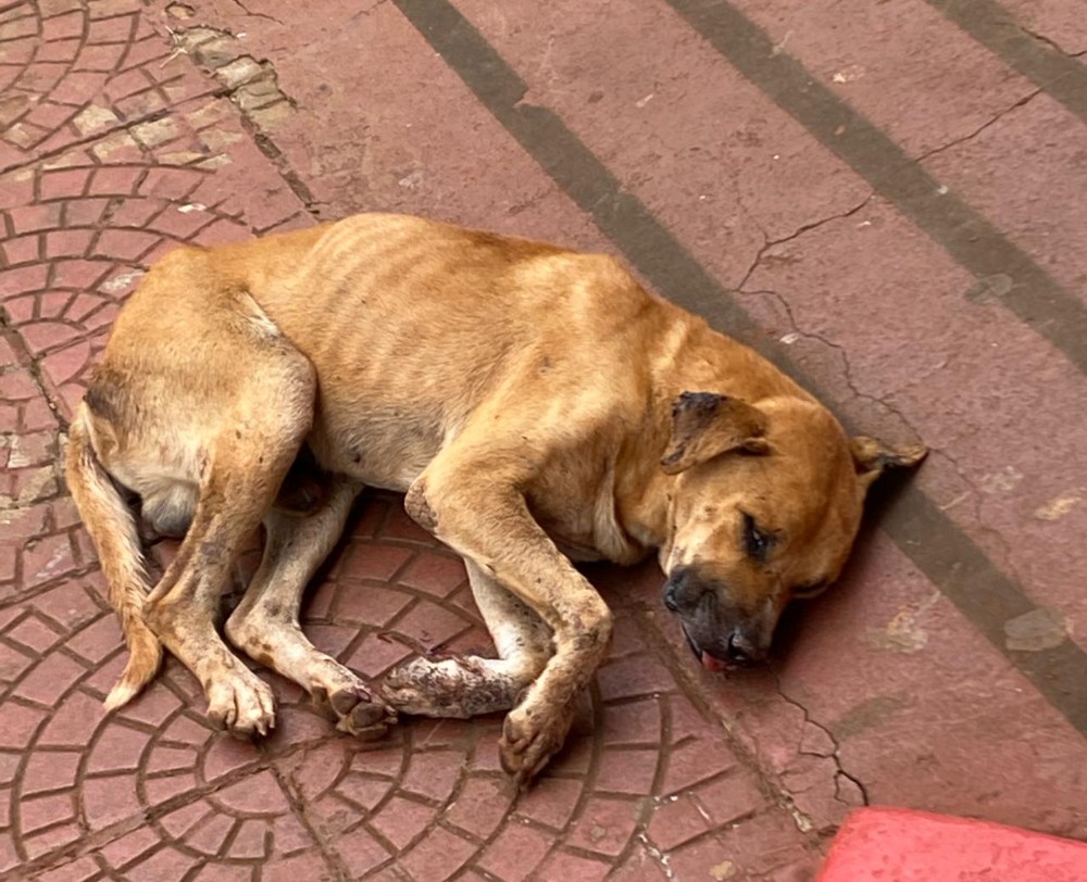 Nova Cantu: Vítima de maus-tratos, cão tem os dentes arrancados e morre