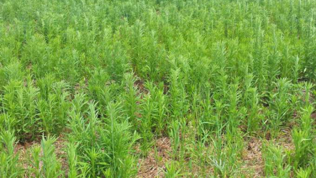 Adapar intensifica ações contra plantas daninhas resistentes a herbicidas