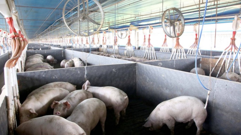 Com certificação da aftosa, Paraná vai acessar mercados que pagam mais pela carne