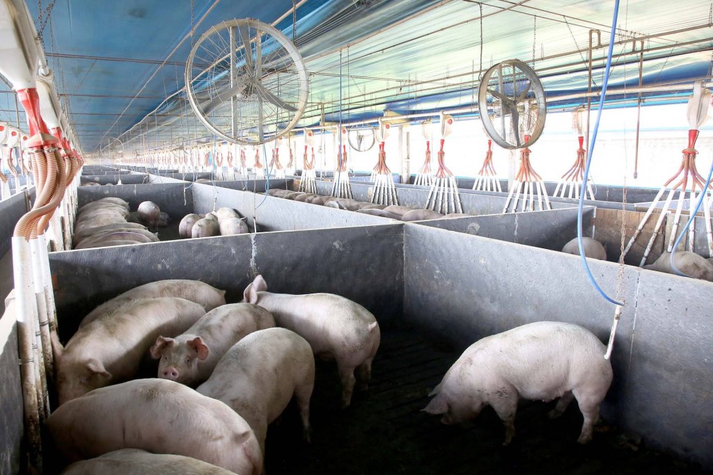 Com certificação da aftosa, Paraná vai acessar mercados que pagam mais pela carne