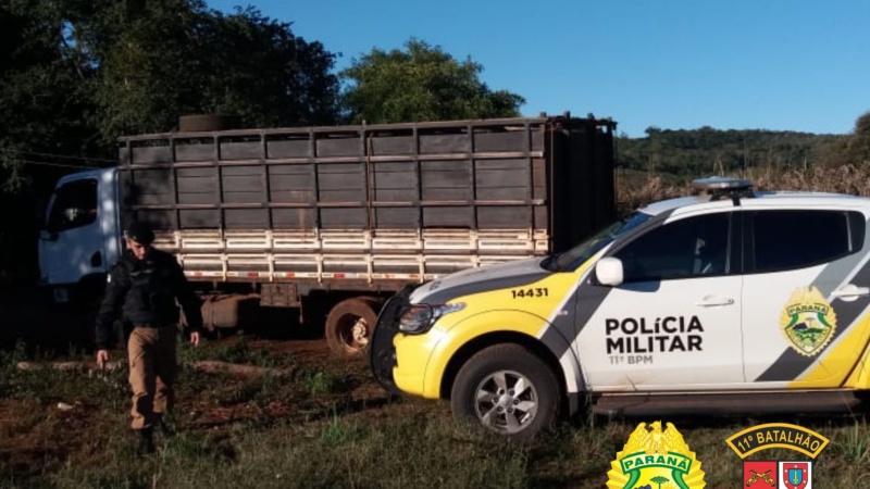 PM recupera gado furtado em Campo Mourão; os animais estavam em um caminhão roubado em campina da Lagoa