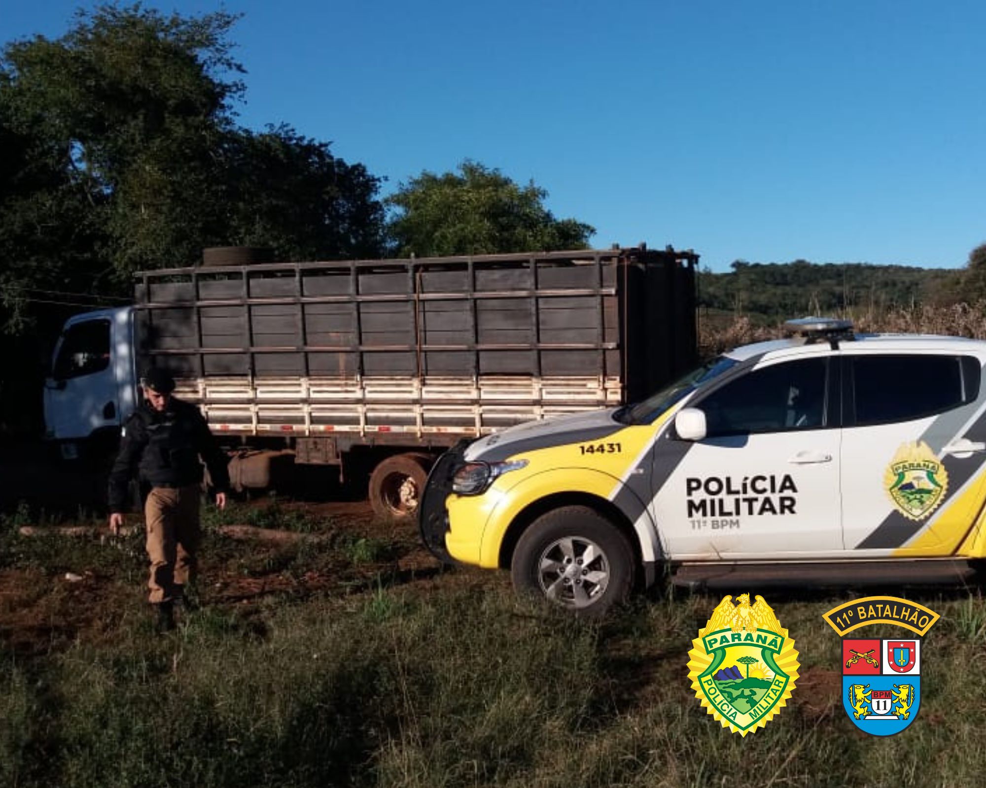 PM recupera gado furtado em Campo Mourão; os animais estavam em um caminhão roubado em campina da Lagoa