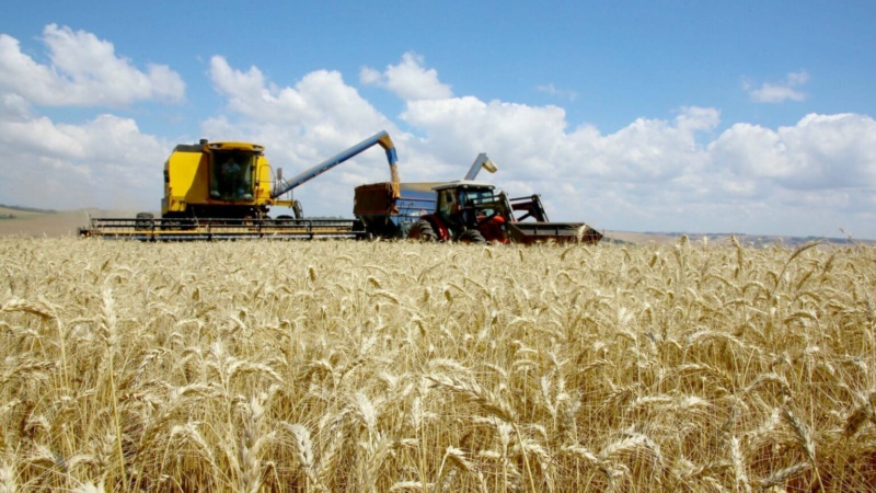 Boletim analisa alterações de preço do trigo no Paraná; colheita já alcançou 26%