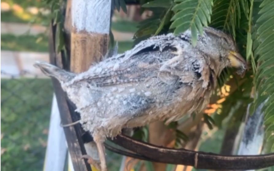 Temperaturas negativas congelaram pássaro em Cascavel