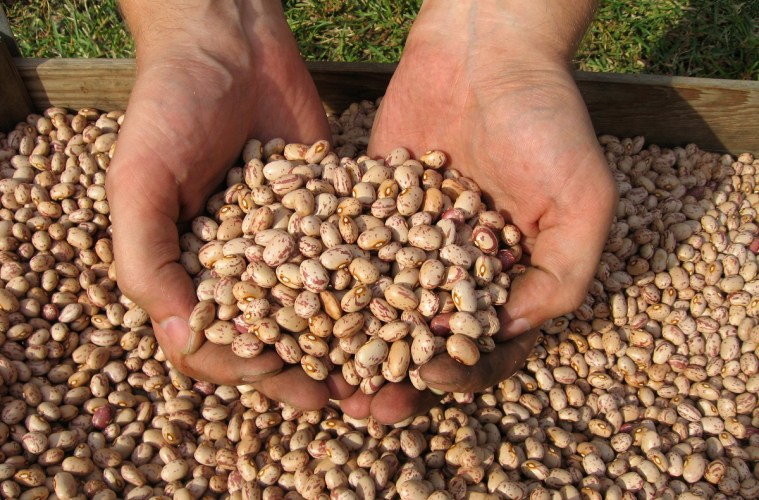 Colheita do feijão chega a 82% no Paraná
