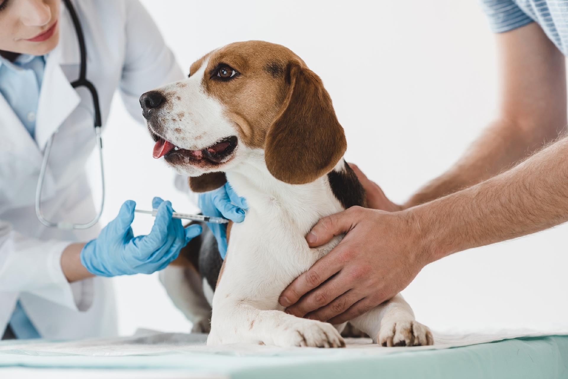 Animais de estimação entram na fila de vacinação contra Covid-19 na Rússia