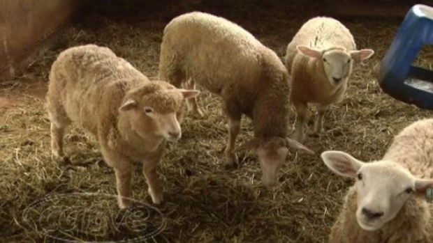 Historeando: Primeiro mamífero clonado, Dolly completaria hoje 25 anos