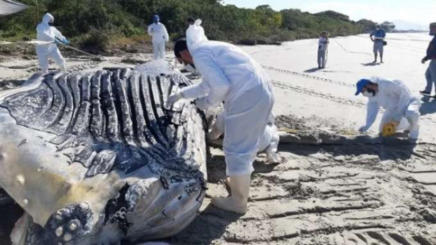 Baleia de 7 metros é encontrada morta no litoral do Paraná
