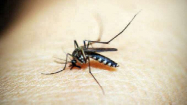 Paraná fecha período epidemiológico com 27.889 casos de dengue e 32 óbitos