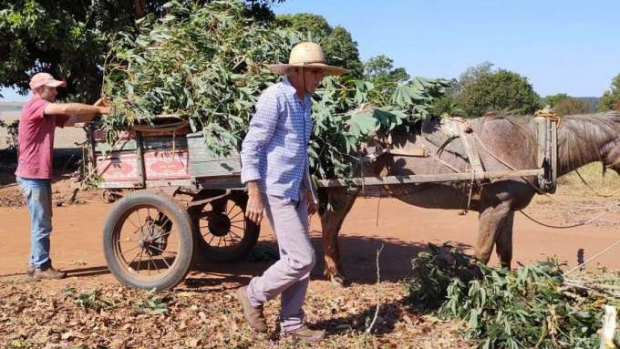 Cultivo de mandioca ganha eficiência, tecnologia e movimenta economia